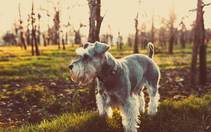 cute dog