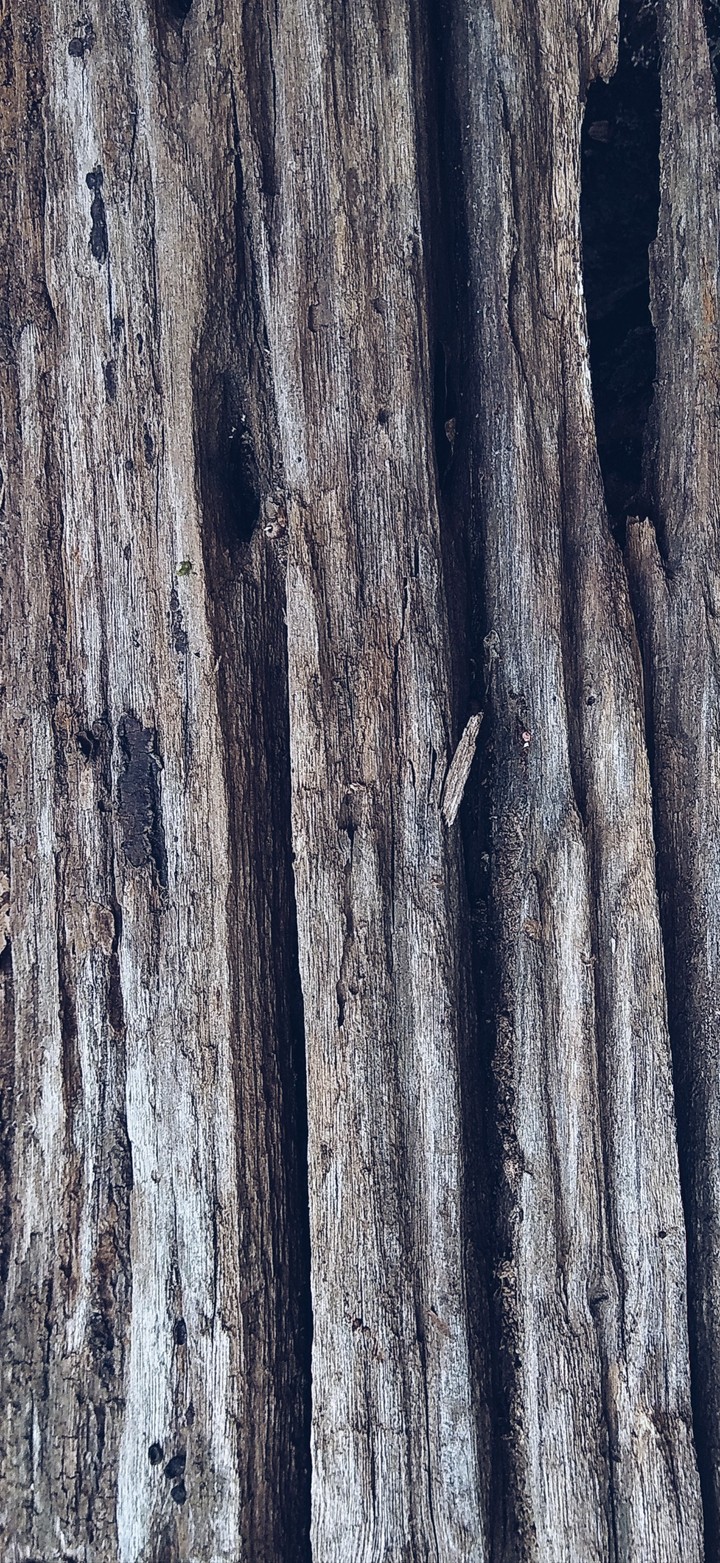 old tree