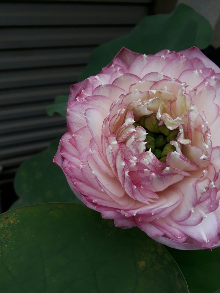 Lotus flower 荷花