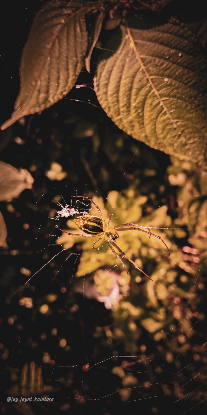 spider Man?️?️