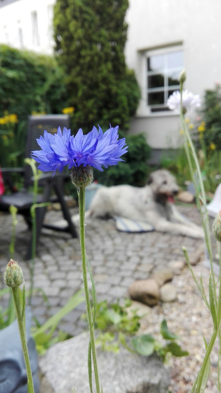 Gardentime with Wolfhound.