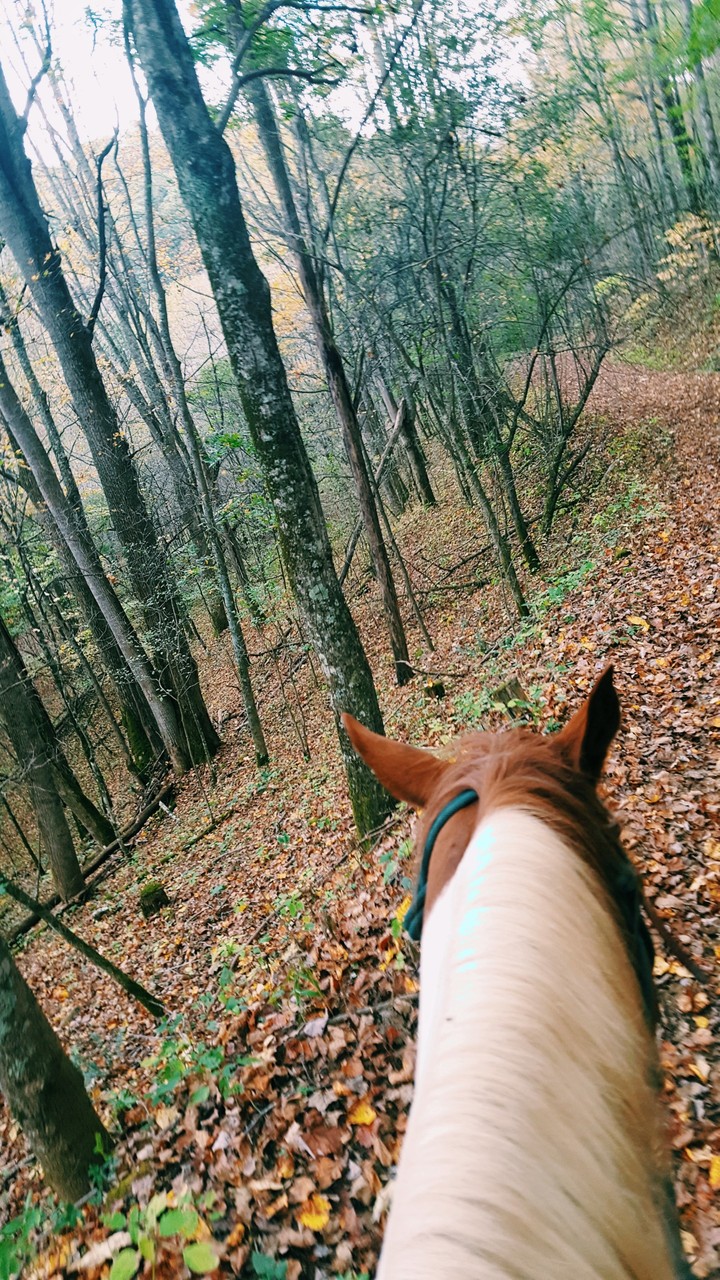 Fall Horse Ride