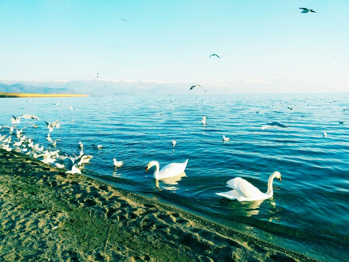 Swan