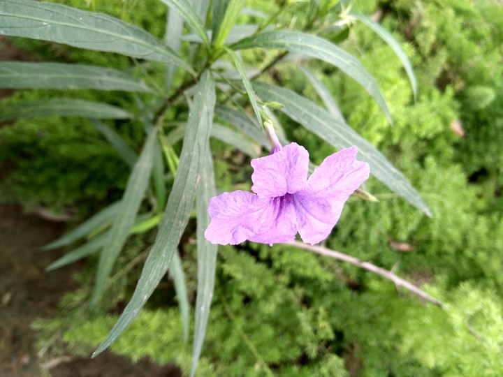 lavender