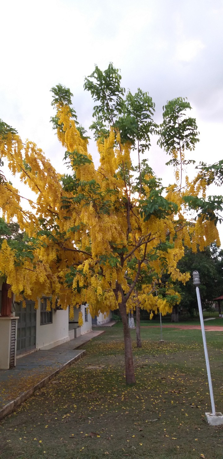 beautiful flowers