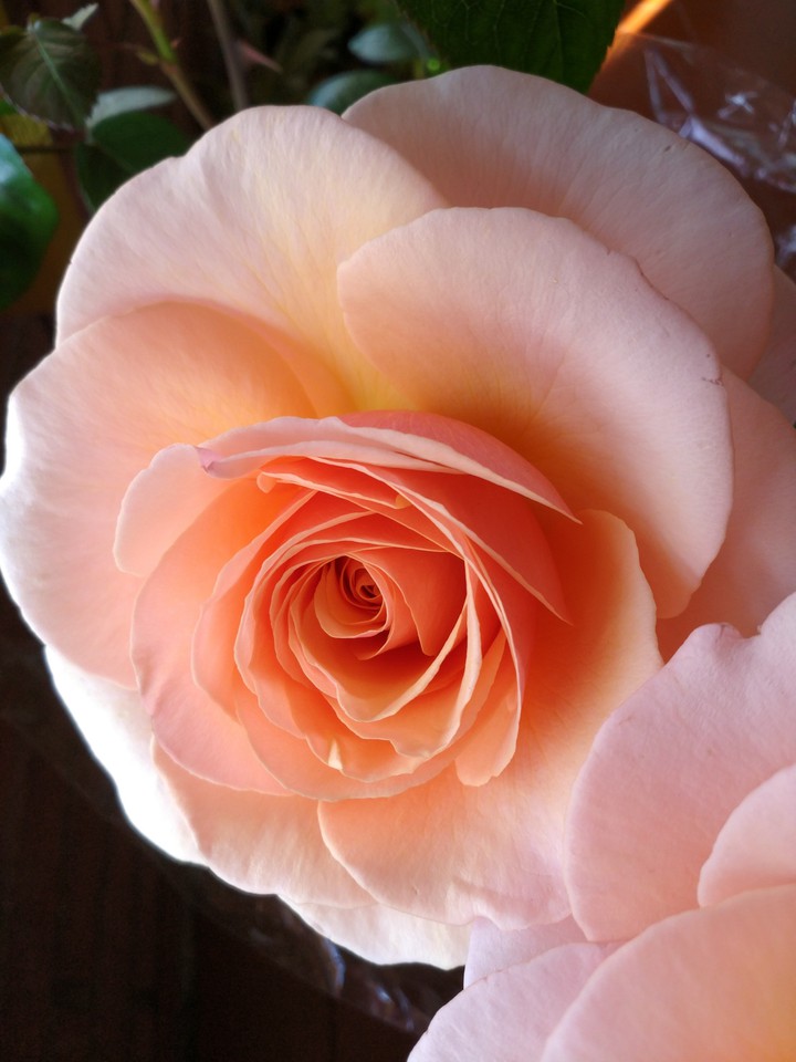 Pink rose