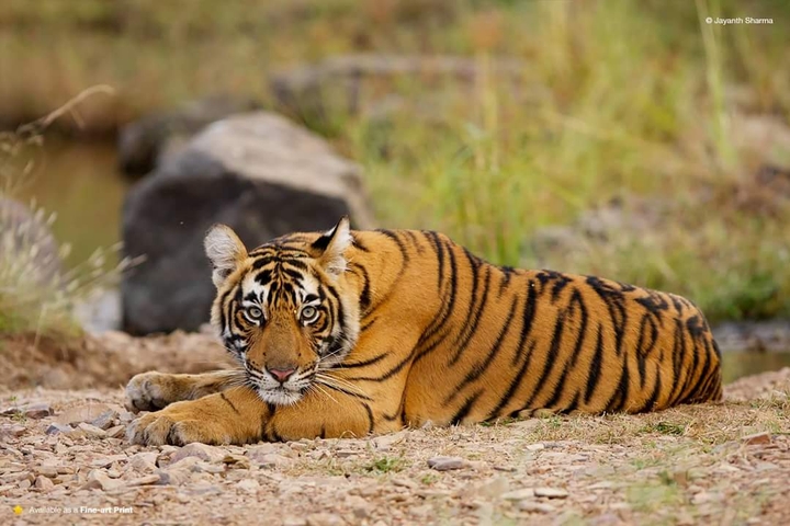 tiger