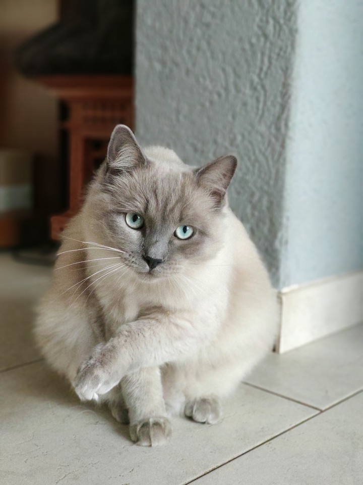 Balou