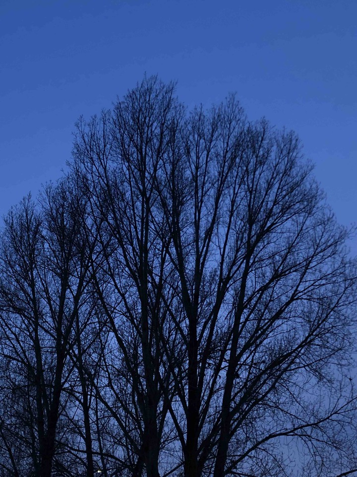 just a tree