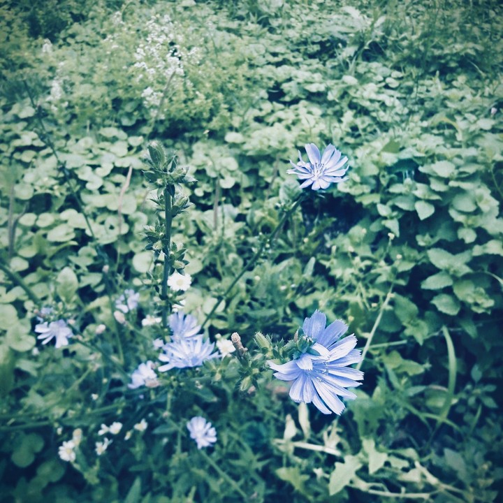 Chicory