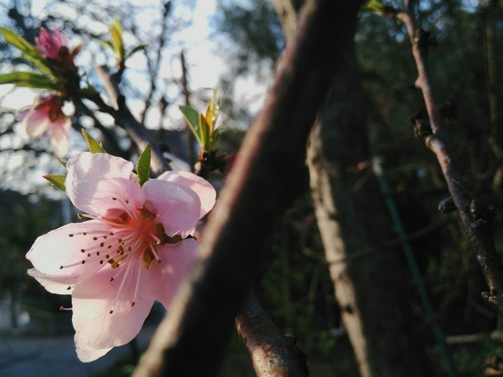 Pink Flower.