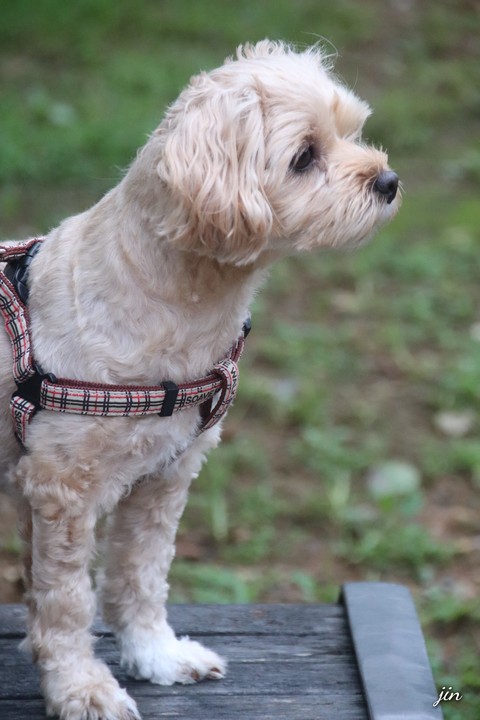 cute, terrier Hintergrundbilder