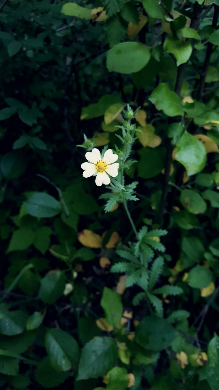 Rainy Spring