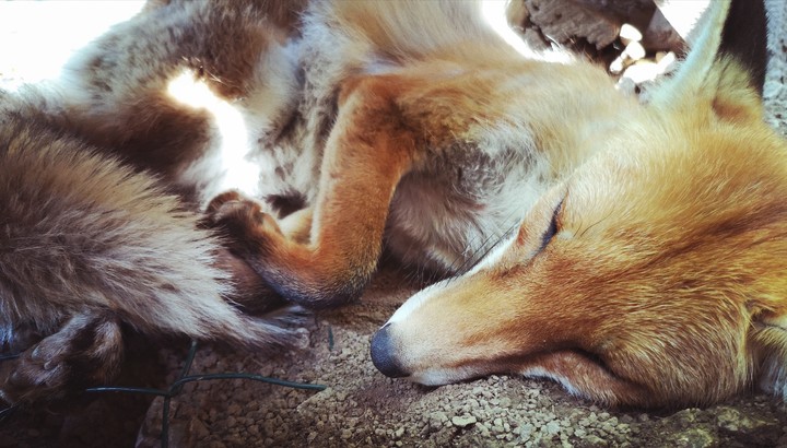 fox