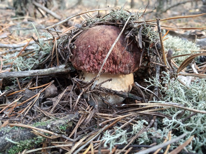 mushroom