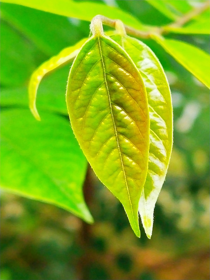 green Leaf