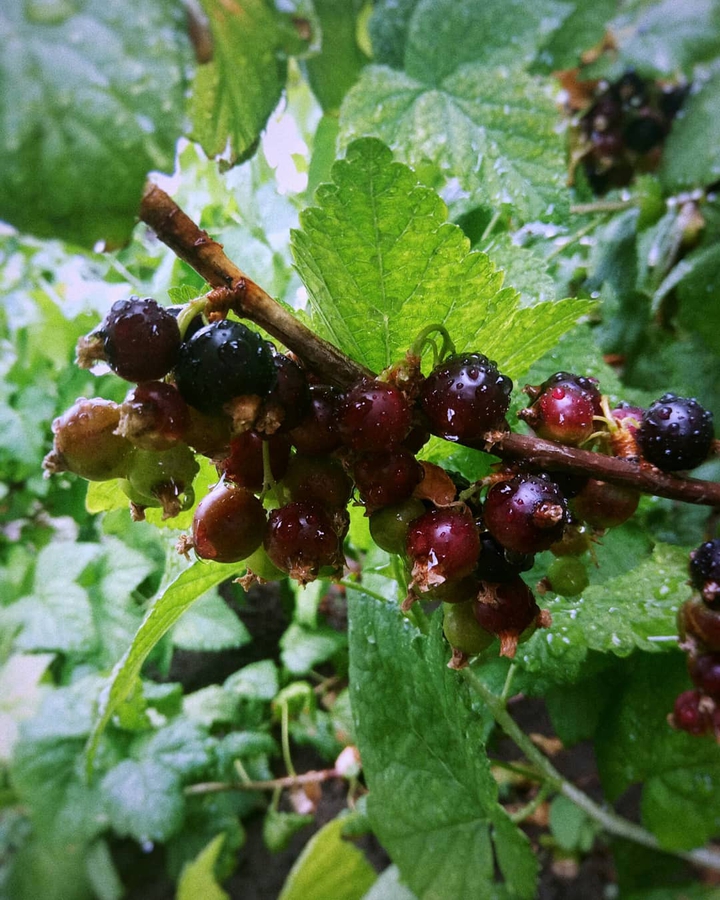 currant