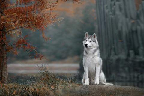 Husky