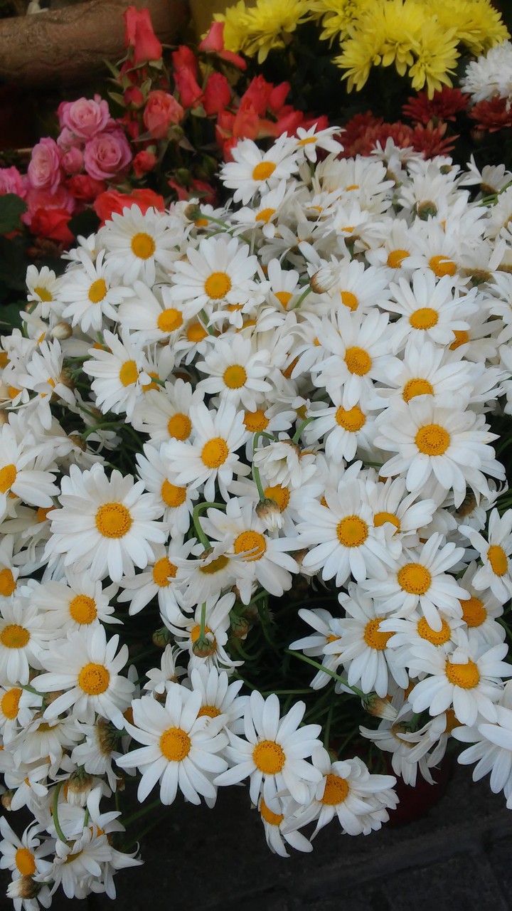 ayçiçeği