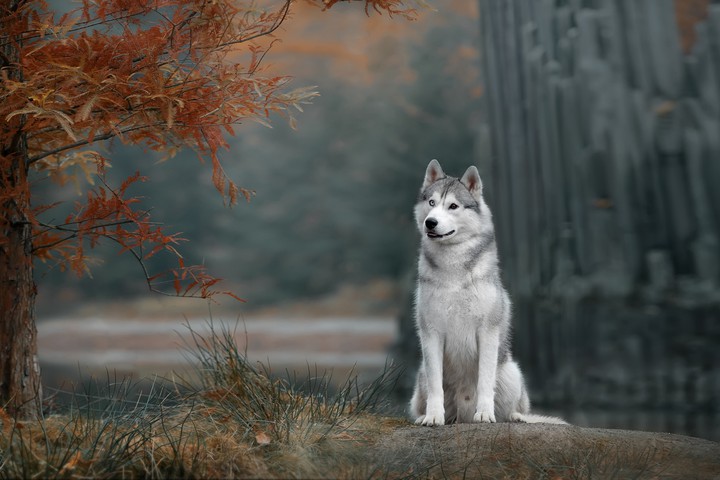 Husky