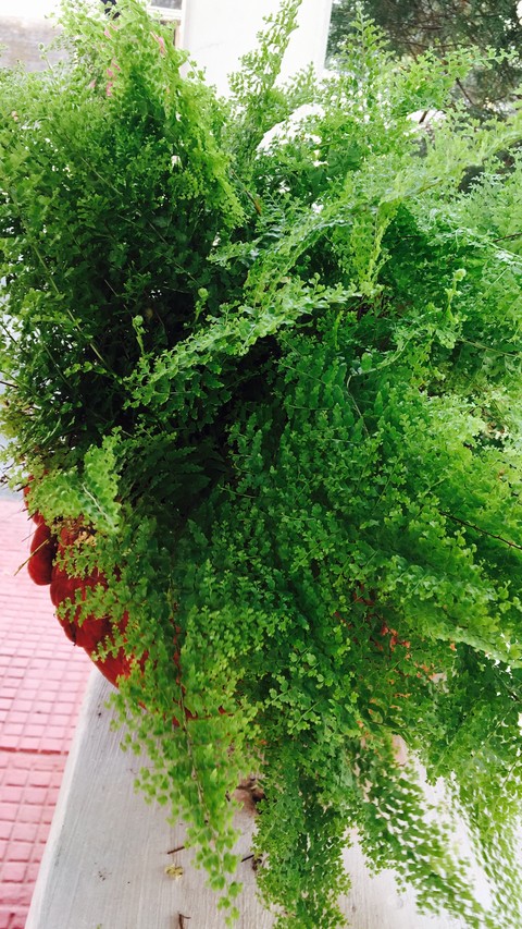 Fern delights