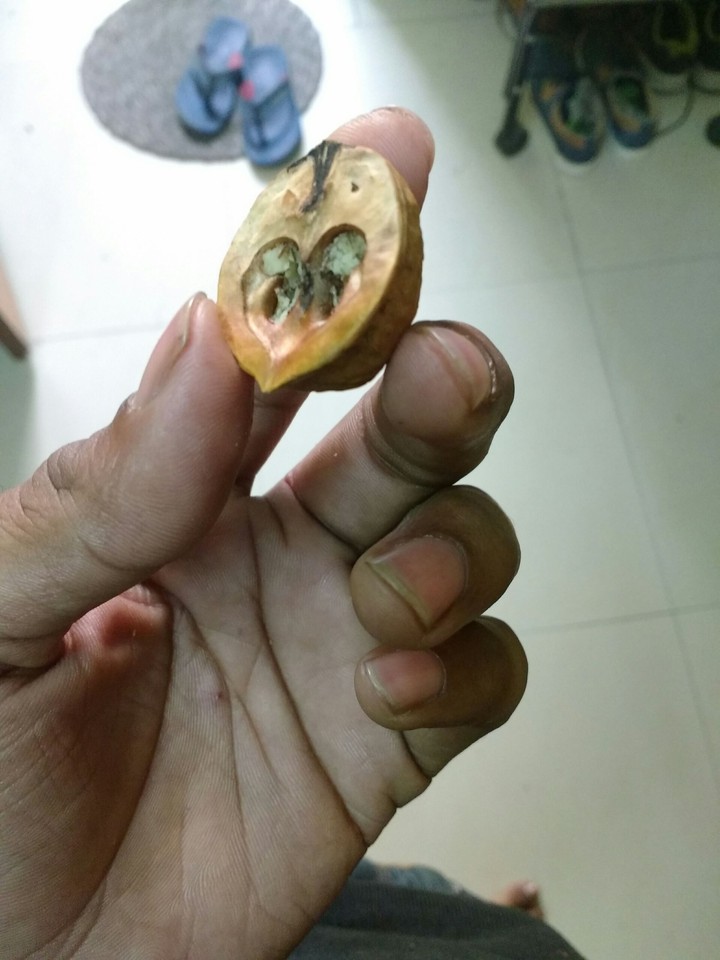 wallnut