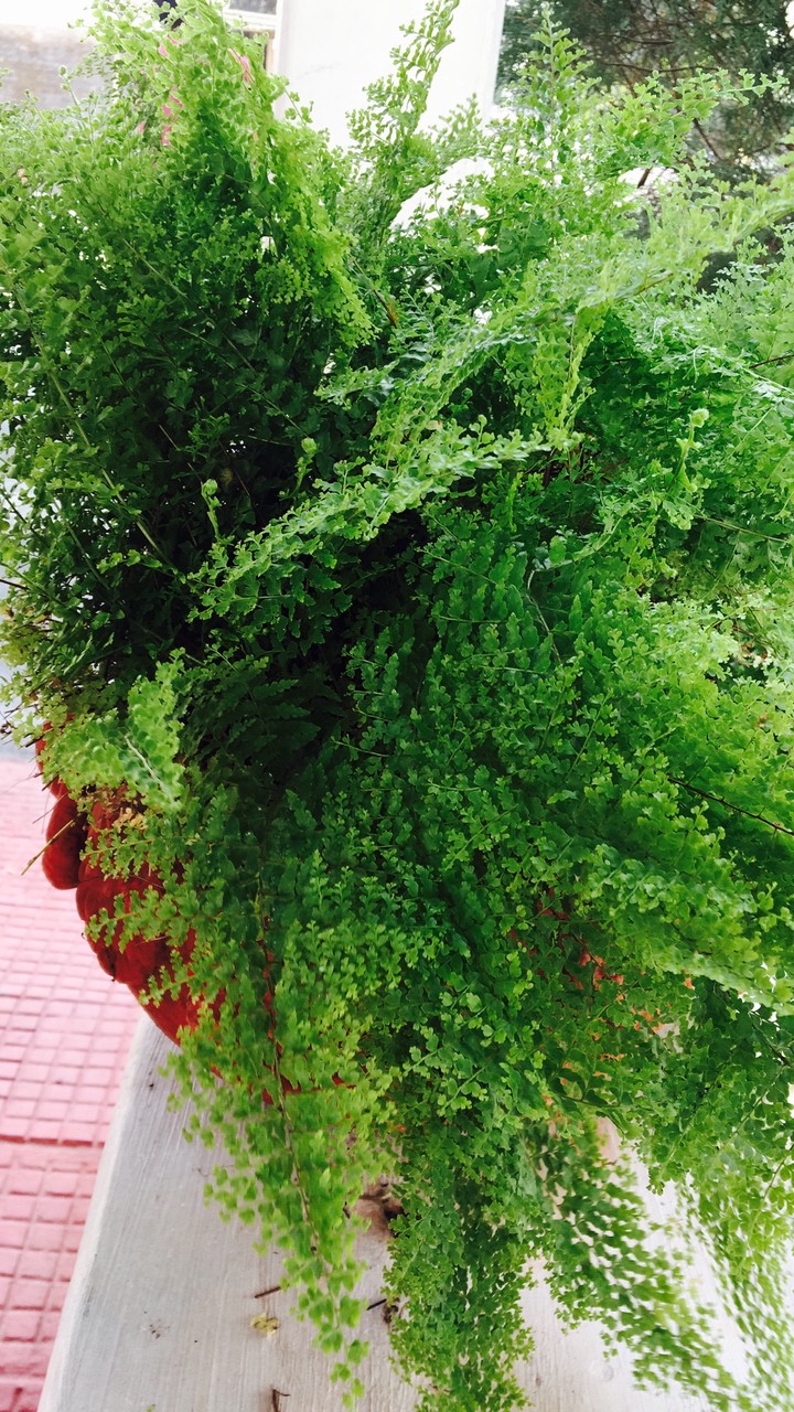 Fern delights