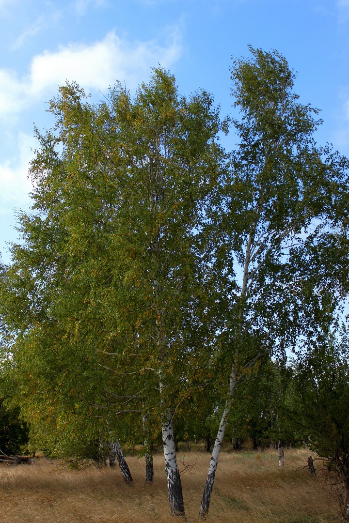 Birch