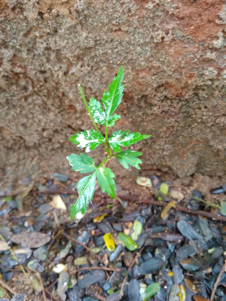 tree