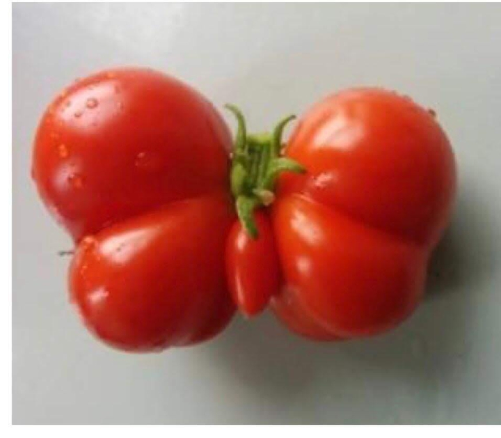 Tomate