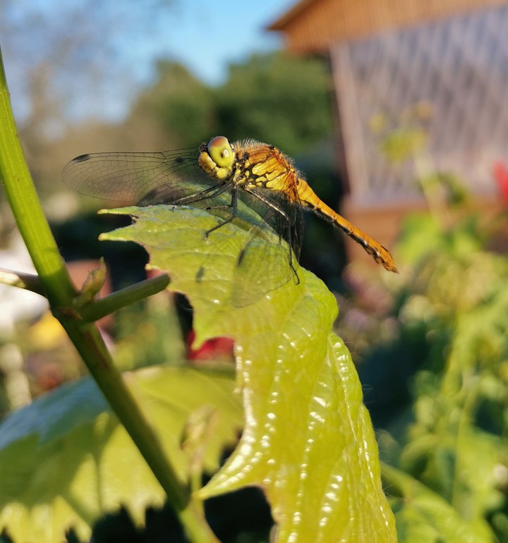 Dragonfly