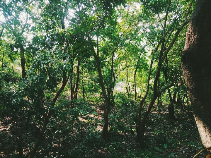 trees