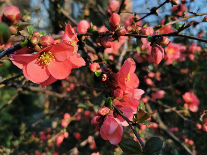 flowers