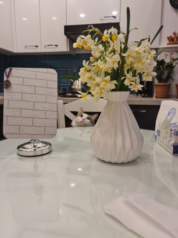 Кот - Cat