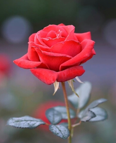 گل زیبا