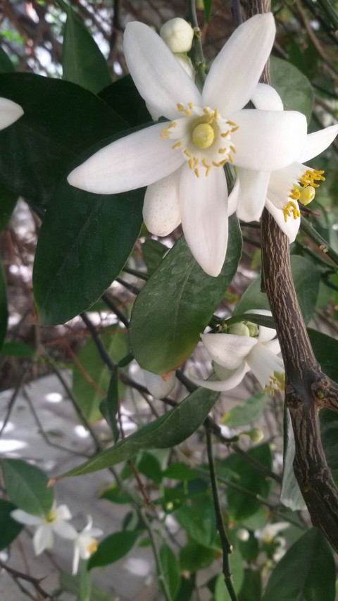 spring
