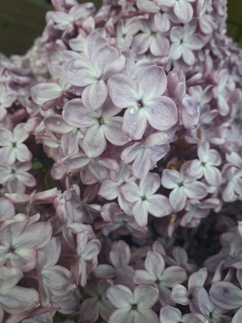 sfondi lilac, flower