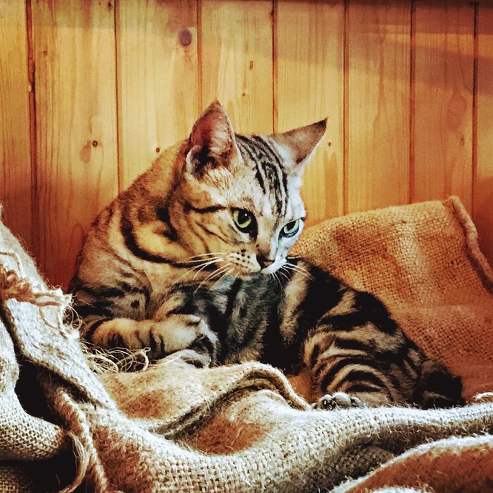 cat