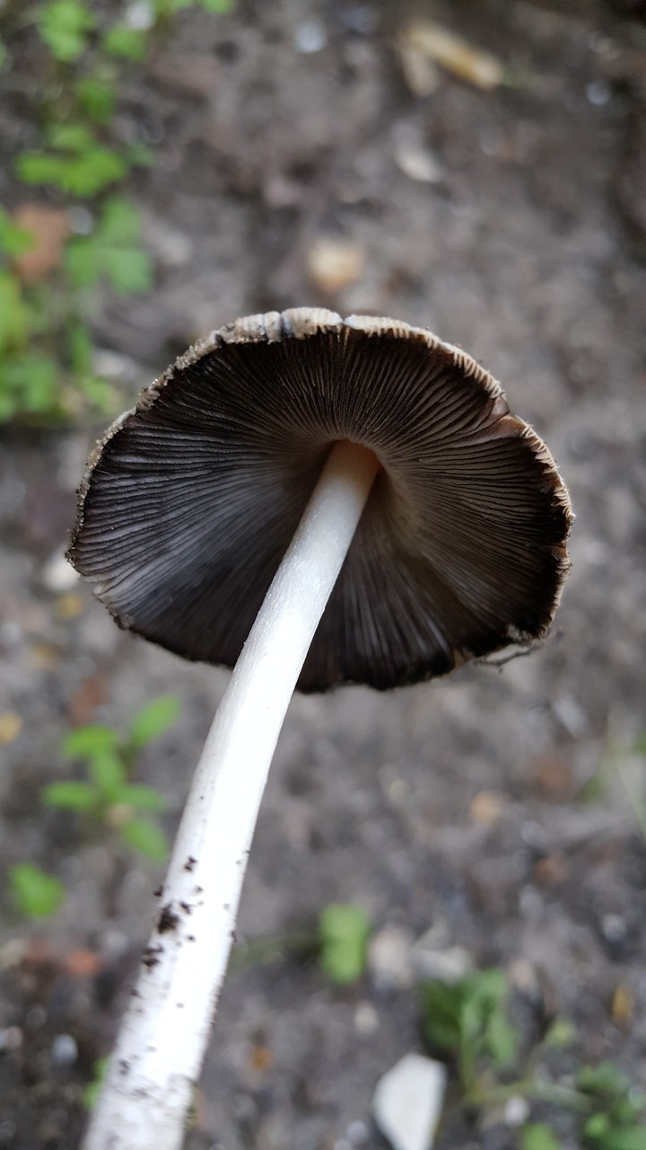 Mashroom