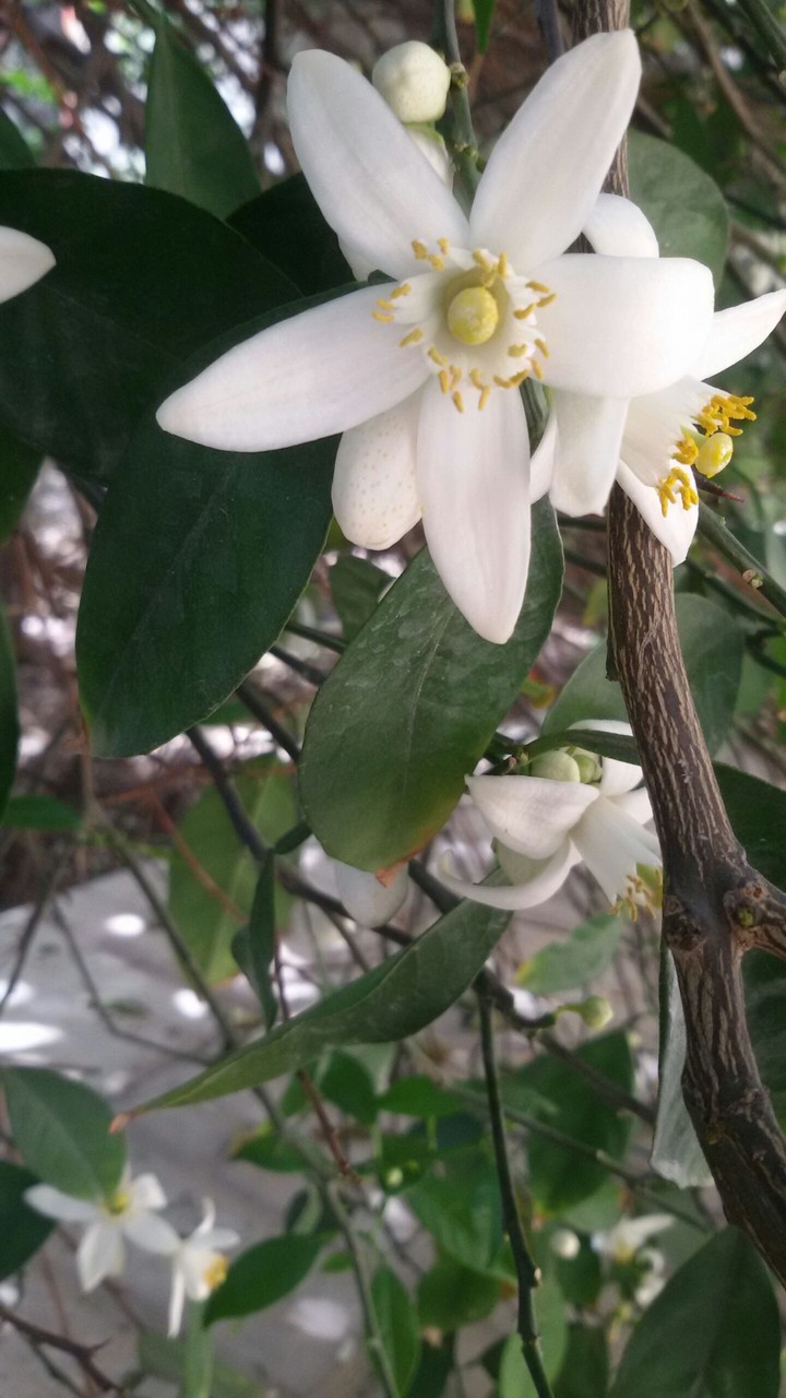 spring