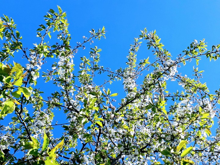 lovely cherrytree