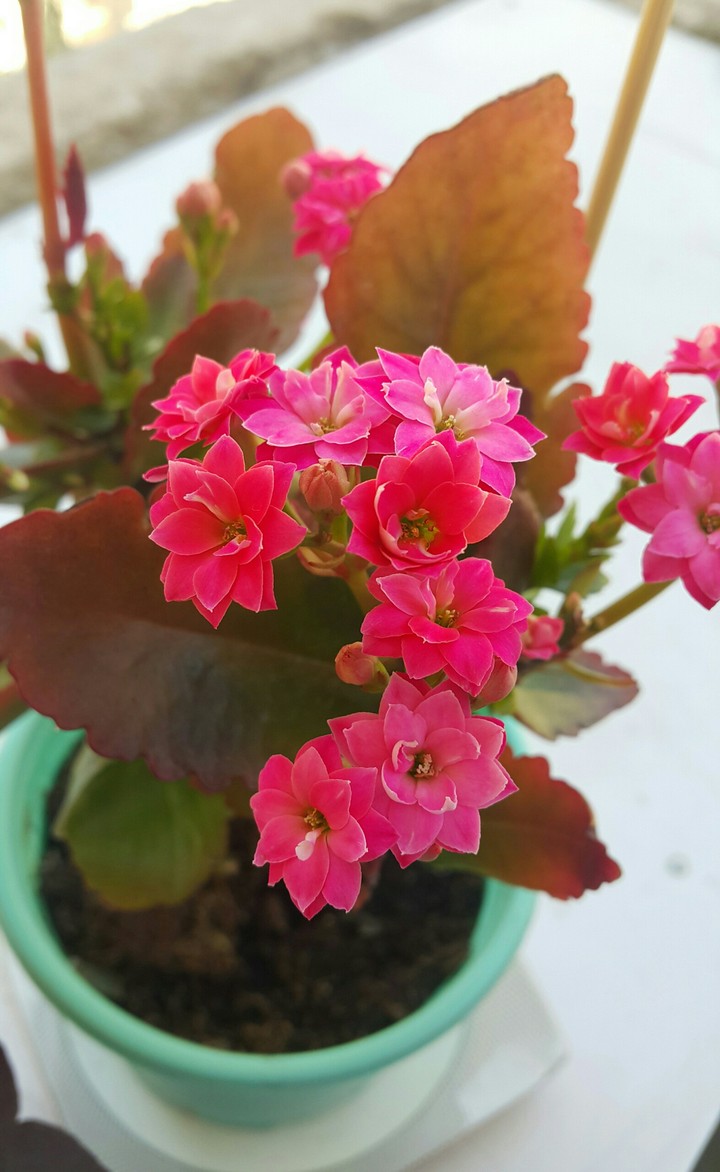 flowers