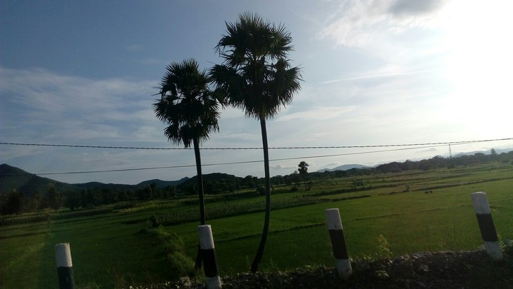 trees