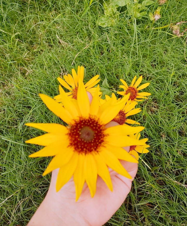 Sunflower