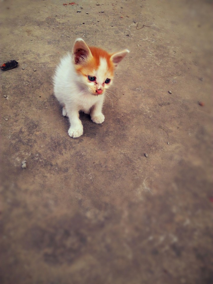 kitten