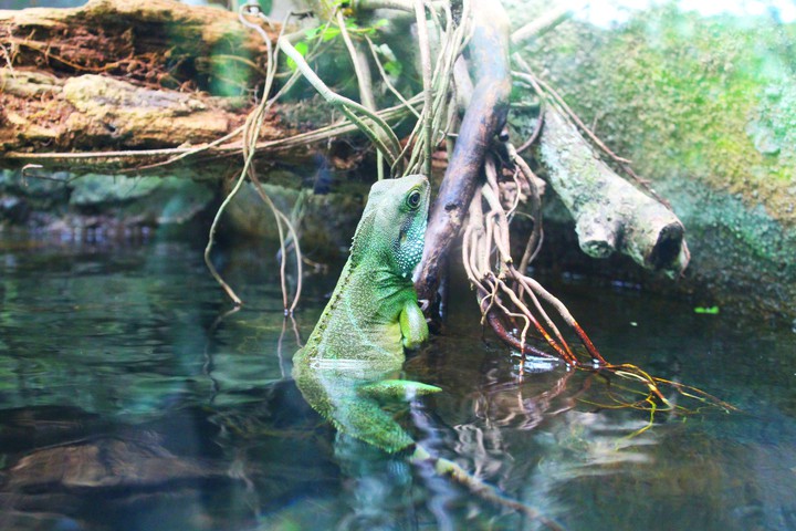 Water Chameleon, Singapore Zoo
