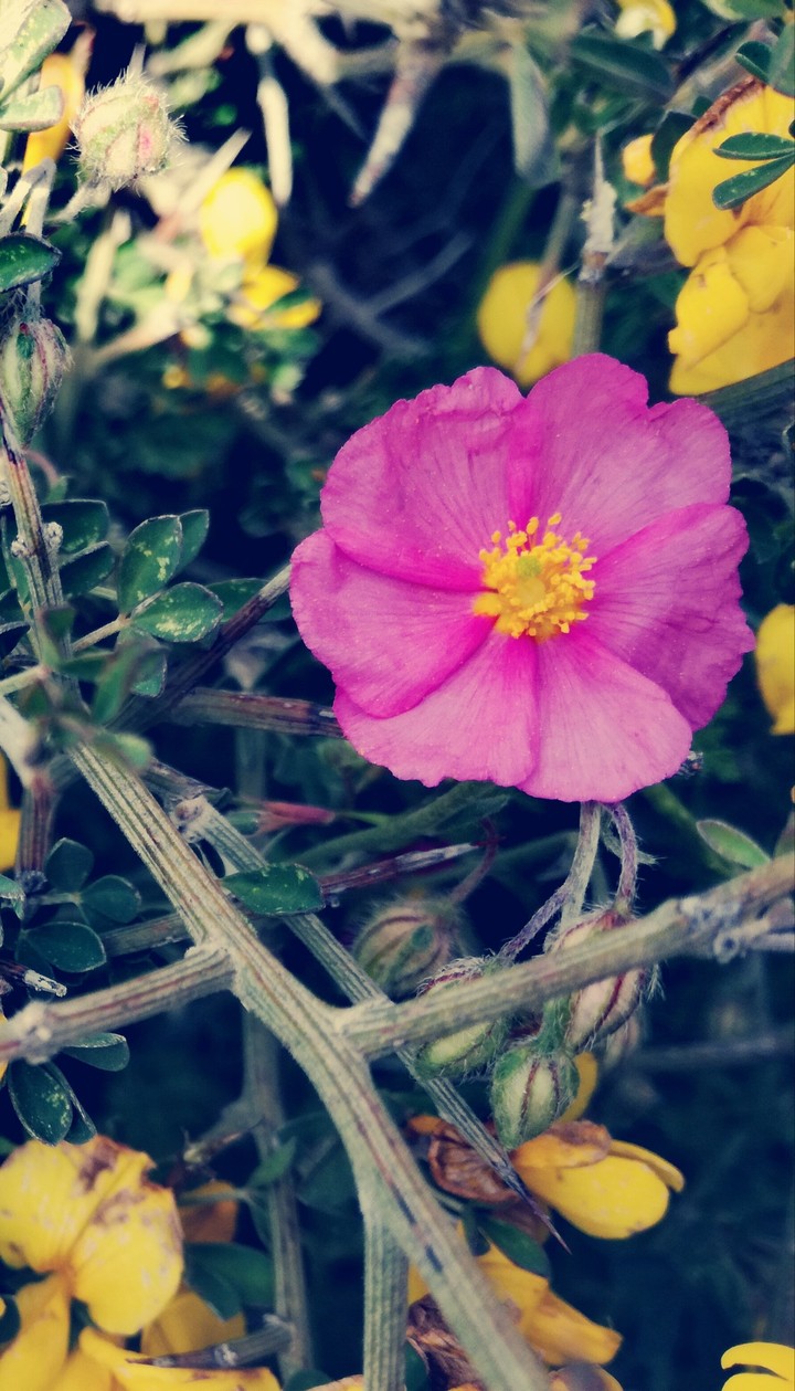 flower