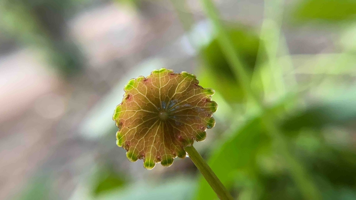leaf