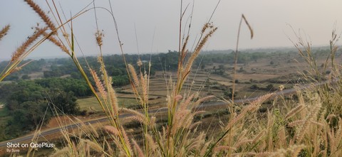 tapety grasses, wind