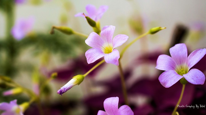 pink flowers